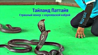 Тайланд Паттайя  Змеиная ферма Страшный номер  с королевской коброй