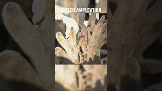 Amputating BLOODY antlers off HUGE BUCK
