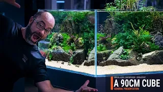 90CM-CUBE PLANTED TANK WITH A SUMP FILTRATION AND EASY AQUATIC PLANTS!
