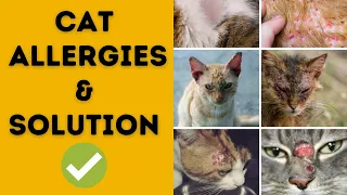 Cat Allergies: Causes, Symptoms, Treatments || Animalia Dot Pk