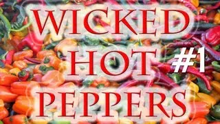 Wicked Hot Peppers - Jalapeño, Serrano and Habanero