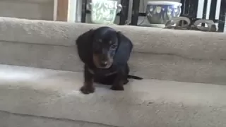 Molly the Mini Dachshund Conquers the Stairs