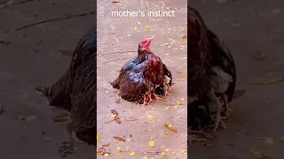 mother's instinct #shorts