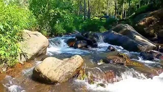 Forest Sounds, Birds chirping, River Sounds for Relaxation and Sleeping