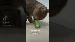 КОТ ЕСТ ОГУРЕЦ!!!! Cat eat cucamber!