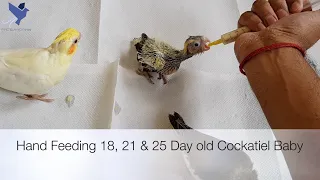 18 day old cockatiel Baby Hand feeding tips | How to hand feed Cockatiel | 3 weeks Cockatiel Baby