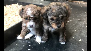 Puppies 1st day in the playpen at Cafe Au Lait Aussiedoodles, LLC