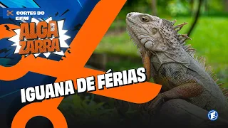 #ALGAZARRA - IGUANA DE FÉRIAS