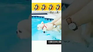 swimmer dog | fun #shorts #shortvideo #youtubeshorts #bts #shortvideo #short #youtube #youtuber #dog