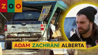 ZOO (105) – Adam zachrání Alberta