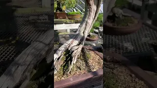 900 Year Old California Juniper at New England Bonsai Gardens