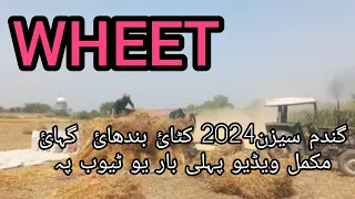 Cutting Harvisting wheat With Tharesher!New model 2024 Fait480!fainal video Village life work