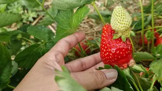 Strawberry picking.#strawberries#europe#sweet#viral