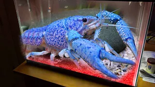 New Giant BLUE LOBSTER For My Aquarium