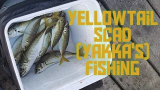 Yellowtail scad fishing (yakka) in Sydney Australia