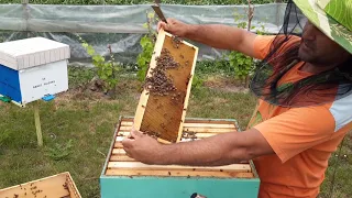 Apicultura de zi cu zi:extrag mierea de la o familie de carnica