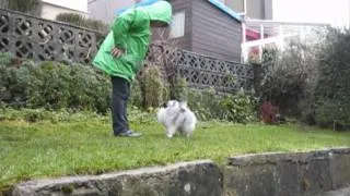 Dante (Pomeranian) Early Training (off lead)