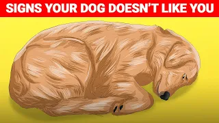 14 Signs Your Dog Doesn’t Love You..!