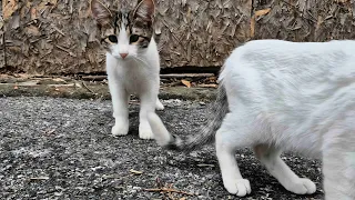 A street full of cute cats