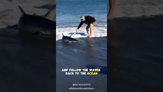 Man Helps Shark Back To Ocean 😨