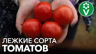 САМЫЕ ДОЛГОХРАНЯЩИЕСЯ ТОМАТЫ! 2 сорта томатов, которые долежат до весны