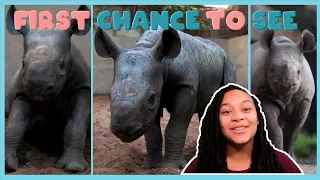 Meet An Adorable Eastern Black Rhino Newborn! | First Chance to See | BBC Earth Kids