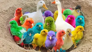 Transport cute chicks, Colorful Chicks, Rabbits, Hamster, Turtle, Duck pekin, Catfish, Cute Animals