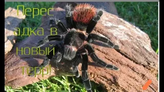 Пересадка паука птицееда вида брахипельма ваганс