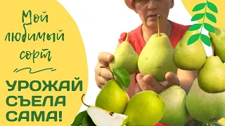 Груши на Урале! И все-таки они бывают вкусные! Сорт Свердловчанка