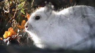 Baltais zaķis. Mountain hare. Lepus timidus.