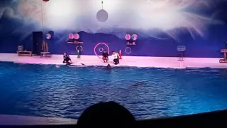 Dubai Dolphin show