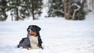 Bernese Mountain Dog Versus Other Mountain Dog Breeds