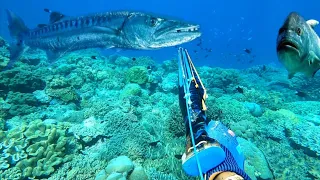 Berburu Ikan Dan Memanah Ikan Barracuda Besar