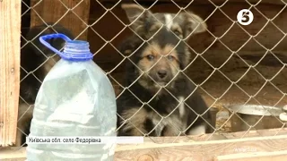 Притулок "Сіріус" втратив фінансування: Майже 3 000 тварин залишилися без їжі