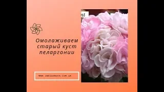 Пеларгония. Омолаживаем старый куст пеларгонии. Делюсь своим опытом!