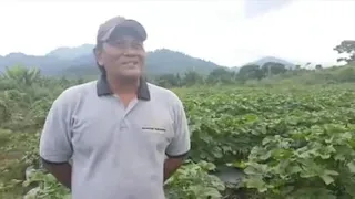 Wiro sableng  menjadi petani