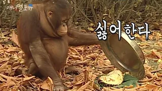 호불호가 확실한 오랑우탄 ㅋㅋㅋ｜KBS 애니멀 스펀지 방송