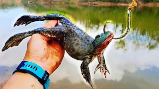 Giant Bullfrogs for Bait Catch Monster Fish