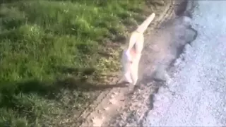 Какой кот ходит на двух лапах