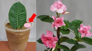 Do This For Beautiful Mandevilla Splendens In Full Bloom