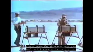 nuclear bomb testing on pigs