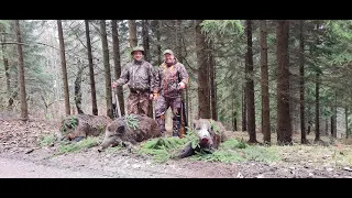 Sudecka Ostoja 55/2020. Polowanie na dziki. Wild boar Hunting in Poland. Blaser R8- prezentacja.