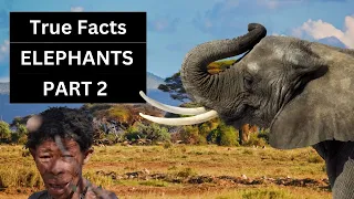 True Facts  Elephants Part 2