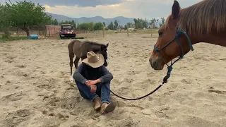 feral foal meets freckles - Camilleshorsemanship