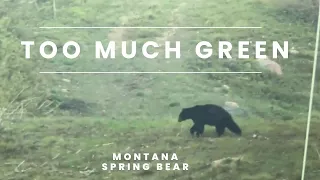 TOO MUCH GREEN | Montana Spring Bear Hunt