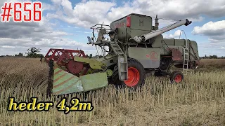 Pierwsza próba koszenia rzepaku ze stołem Claas Matador Gigant heder 4,2m #656