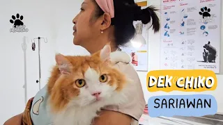 Dek Chiko Sariawan. funny video cute cat animal trending viral kucing adsense pet dog anjing youtube