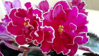 Фиалка ЛЕ - Полина Виардо - великолепное цветение! 😍 Делюсь красотой!