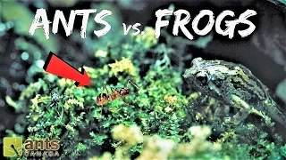 Ants vs. Frogs: Who Eats Who?