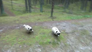 two pugs running in the forest